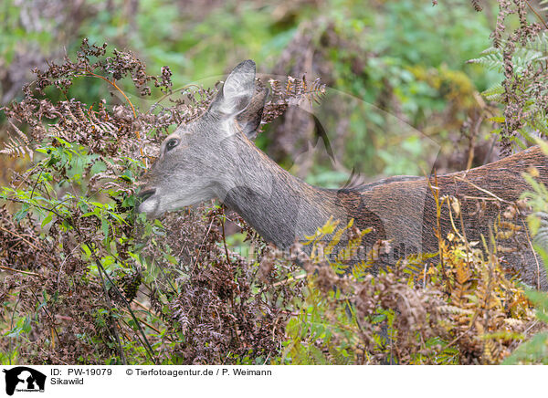 Sikawild / Sika deer / PW-19079