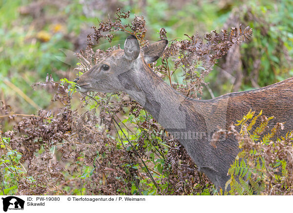 Sikawild / Sika deer / PW-19080