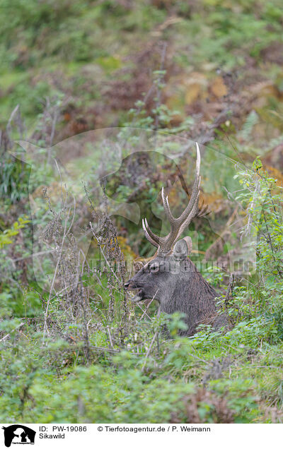Sikawild / Sika deer / PW-19086