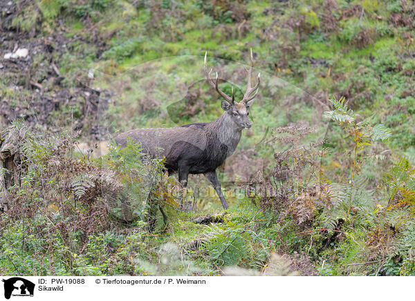 Sikawild / Sika deer / PW-19088