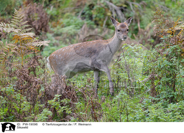 Sikawild / Sika deer / PW-19096
