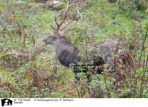 Sikawild / Sika deer / PW-19098