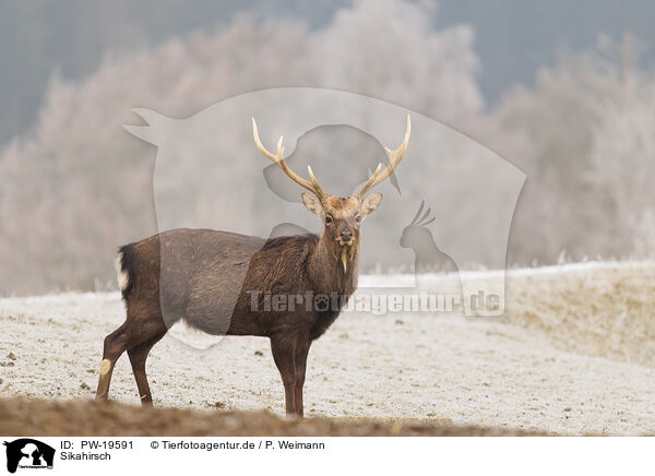 Sikahirsch / Sika deer / PW-19591