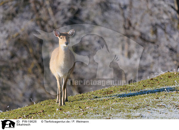 Sikahirsch / Sika deer / PW-19626
