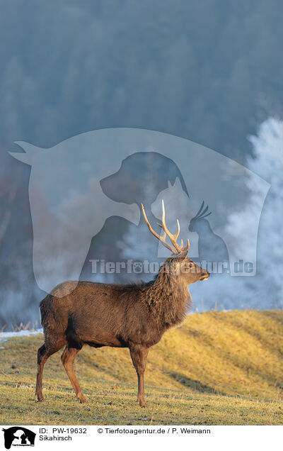Sikahirsch / Sika deer / PW-19632
