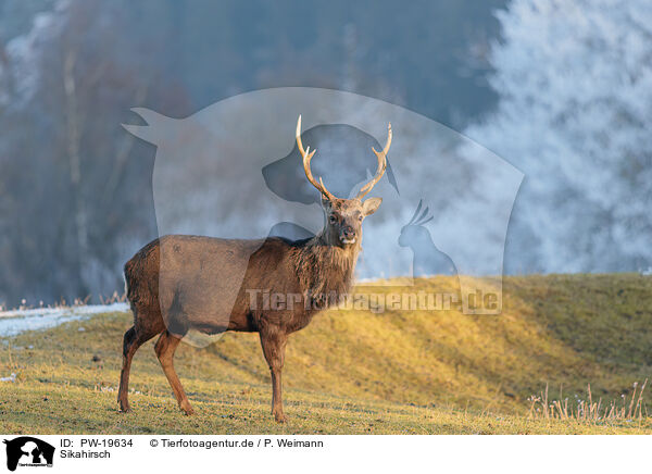 Sikahirsch / Sika deer / PW-19634