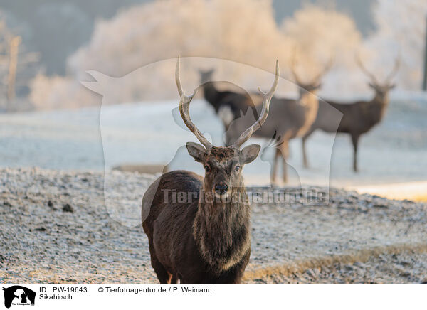 Sikahirsch / Sika deer / PW-19643