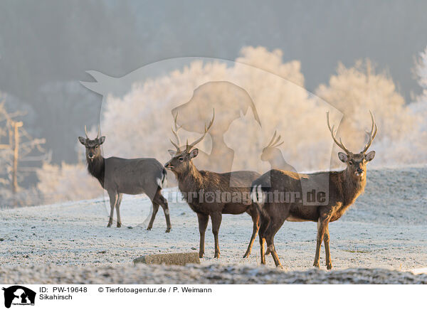 Sikahirsch / Sika deer / PW-19648