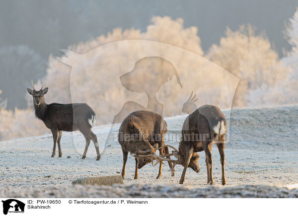Sikahirsch / Sika deer / PW-19650