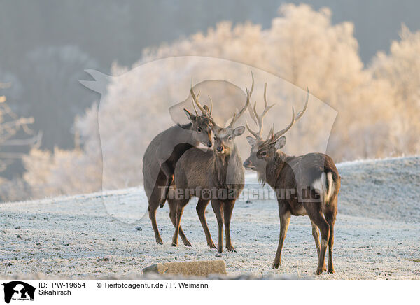 Sikahirsch / Sika deer / PW-19654