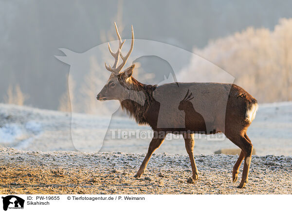 Sikahirsch / Sika deer / PW-19655