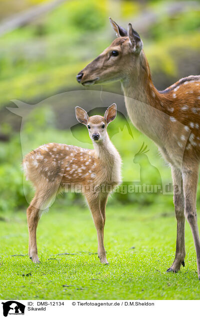Sikawild / Sika deer / DMS-12134