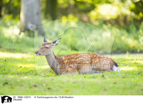 Sikawild / Sika deer / DMS-12874
