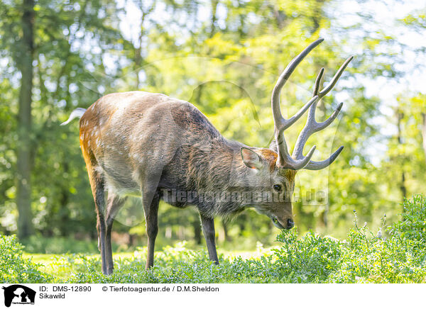 Sikawild / Sika deer / DMS-12890