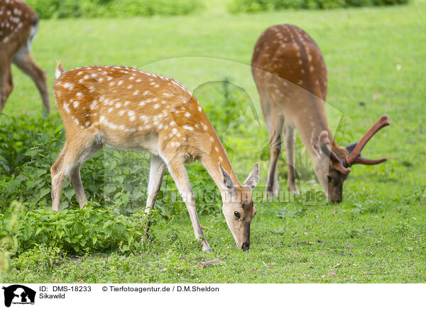 Sikawild / sika deer / DMS-18233
