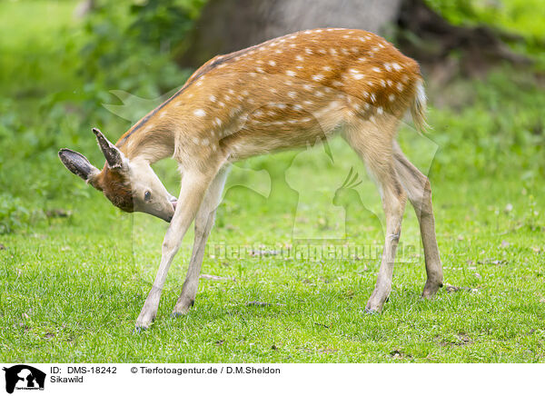 Sikawild / sika deer / DMS-18242