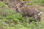 Sikawild
