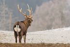Sikahirsch