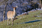 Sikahirsch