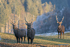 Sikahirsch