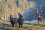 Sikahirsch
