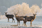 Sikahirsch