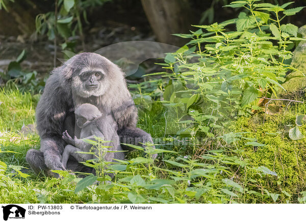 Silbergibbons / silvery gibbons / PW-13803