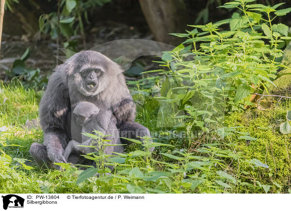 Silbergibbons / silvery gibbons / PW-13804