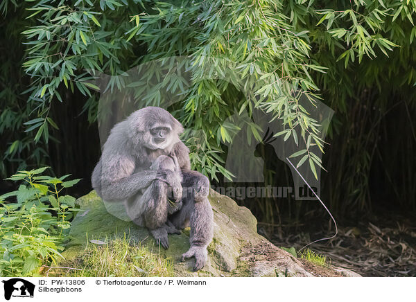 Silbergibbons / silvery gibbons / PW-13806