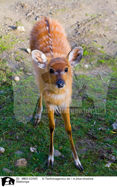 Sitatunga / situtunga / MBS-03585