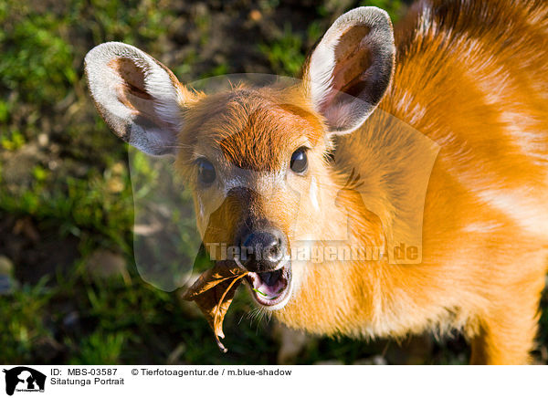 Sitatunga Portrait / situtunga Portrait / MBS-03587