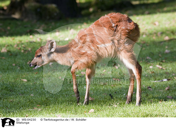 Sitatunga / WS-04230