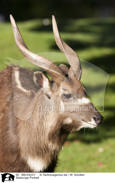 Sitatunga Portrait / Sitatunga Portrait / WS-04231