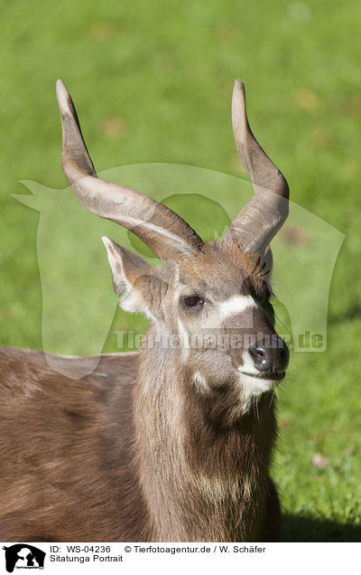 Sitatunga Portrait / marshbuck Portrait / WS-04236