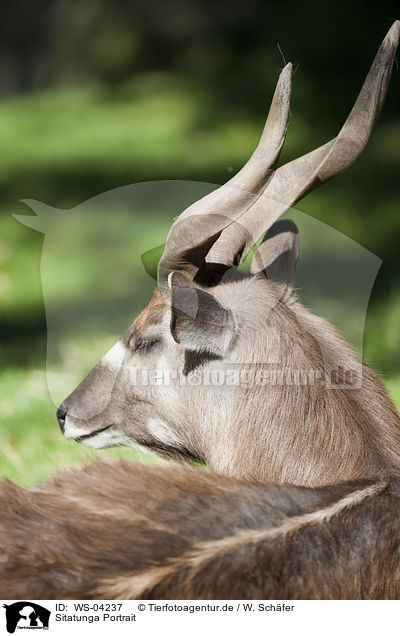 Sitatunga Portrait / Sitatunga Portrait / WS-04237