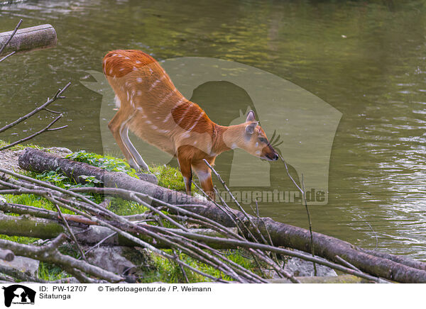 Sitatunga / PW-12707