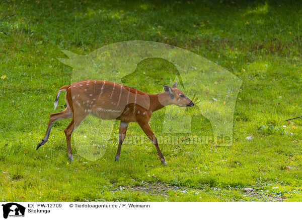 Sitatunga / marshbuck / PW-12709