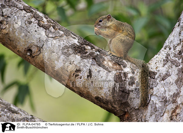 Smith-Buschhrnchen / Smith's bush squirrel / FLPA-04785