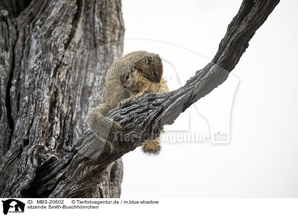 sitzende Smith-Buschhrnchen / sitting Smith's Bush Squirrels / MBS-20602