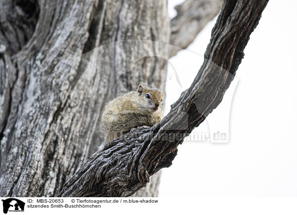 sitzendes Smith-Buschhrnchen / sitting Smith's Bush Squirrel / MBS-20653