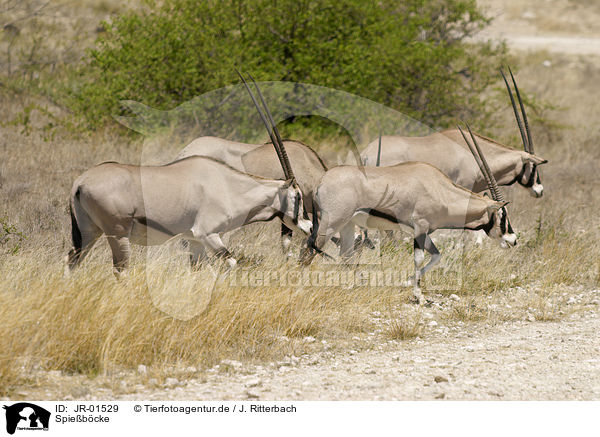 Spiebcke / gemsboks / JR-01529