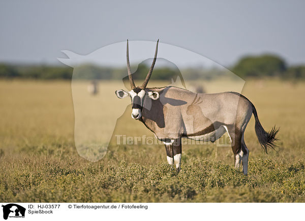 Spiebock / gemsbok / HJ-03577