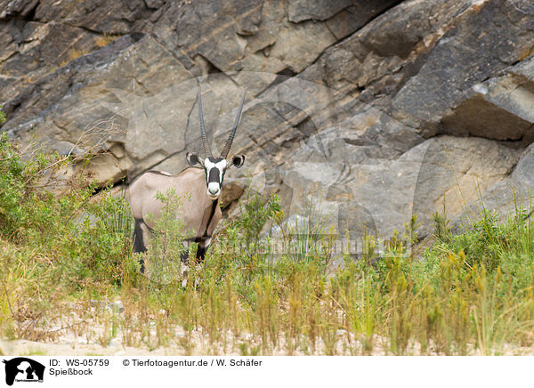 Spiebock / gemsbok / WS-05759