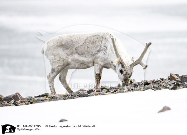 Spitzbergen-Ren / Svalbard reindeer / MAW-01705