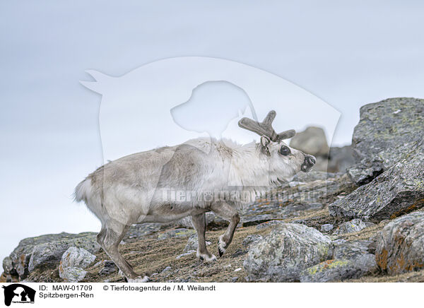 Spitzbergen-Ren / Svalbard reindeer / MAW-01709