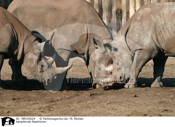 kmpfende Nashrner / fighting rhinos / RR-00824