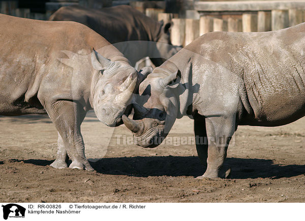 kmpfende Nashrner / fighting rhinos / RR-00826