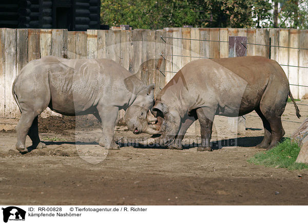 kmpfende Nashrner / fighting rhinos / RR-00828