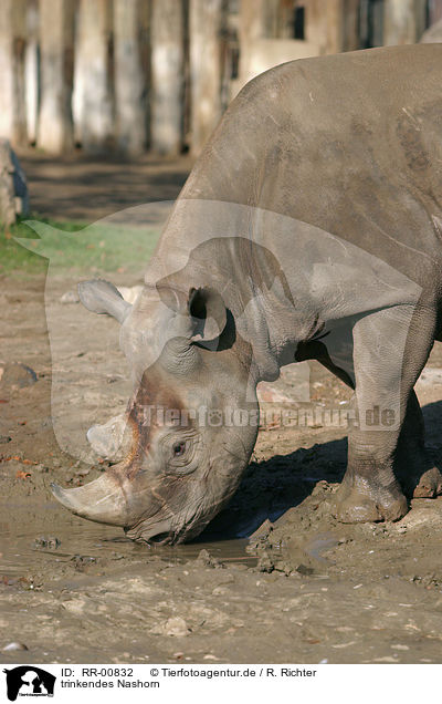 trinkendes Nashorn / drinking rhino / RR-00832