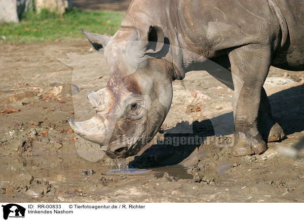 trinkendes Nashorn / drinking rhino / RR-00833